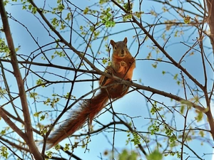 branch pics, squirrel, trees