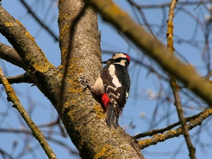 branch pics, woodpecker, trees