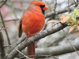 Bird, trees, branches, Northern Cardinal