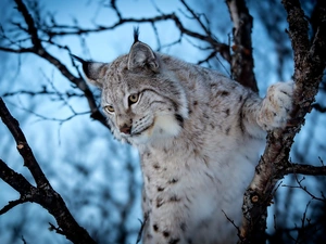 trees, Lynx, branches