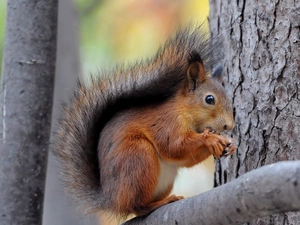 trees, squirrel, branches
