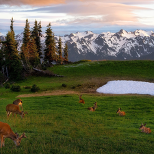 deer, deer, Olympic National Park, viewes, trees, Washington State, car in the meadow, Mountains, The United States, snow, peaks, Snowy