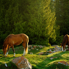 viewes, Stones, bloodstock, trees, Two cars