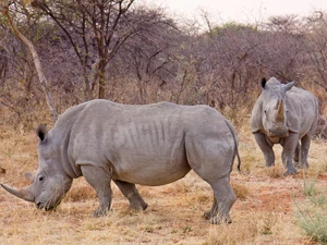 viewes, grass, Rhinos, trees, Two cars