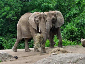 nestled, Two cars, trees, viewes, Hay, Elephants