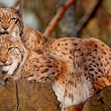 Two cars, Stems, trees, lynx