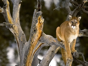 trees, cougar, cat