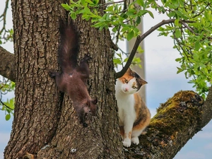 trees, squirrel, cat