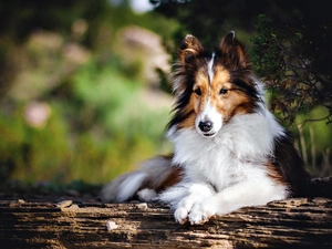 Collie rough, dog, trees