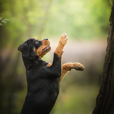 dog, Rottweiler, trees, Puppy