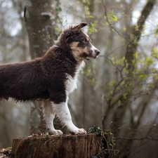 Australian Shepherd, dog, trees, viewes, trunk, Puppy