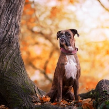 dog, trunk, trees, boxer
