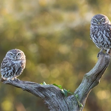 viewes, Lod on the beach, Owls, trees, dry, Two, Little Owl