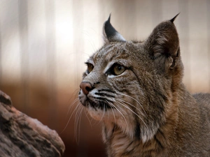 trees, Lynx, ears