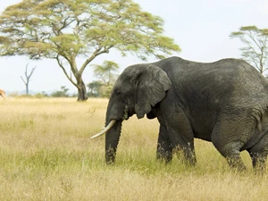 Elephant, viewes, grass, trees