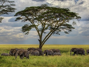 Elephants, Clouds, Sky, trees