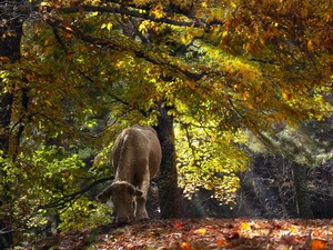 forest, viewes, Cow, trees