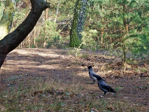 birds, Dun Crow, trees, viewes, forest