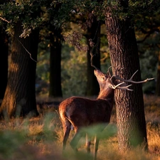 trees, deer, forest