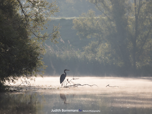 trees, viewes, heron, branch pics, Fog, forest, lake, rushes