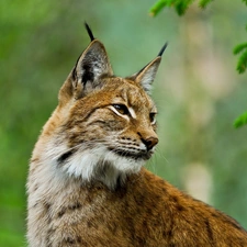 trees, Lynx, forest