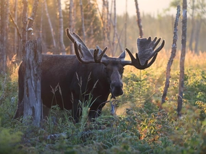 trees, moose, forest