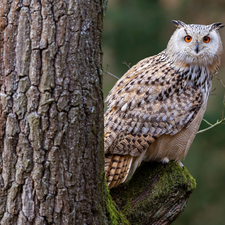 owl, trees, forest, eagle-owl