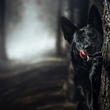 Black, forest, trees, German Shepherd