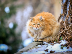 Maine Coon, ginger, trees, viewes, trunk, cat