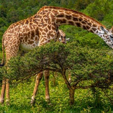 giraffe, viewes, grass, trees