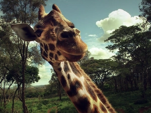 giraffe, viewes, Sky, trees