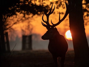 Great Sunsets, deer, trees