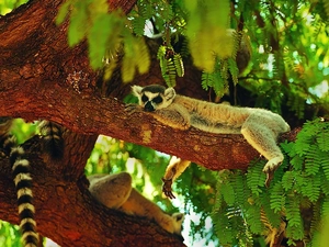 lemur, green, tail, trees