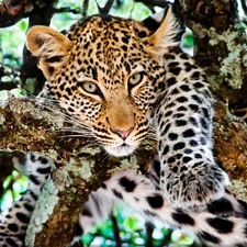 Leopards, trees