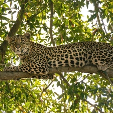 Leopards, trees