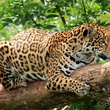 Leopards, trees