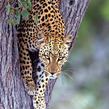 Leopards, trees