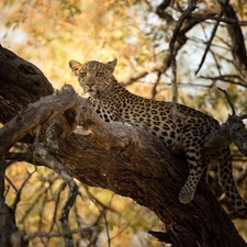 trees, lying, Leopards