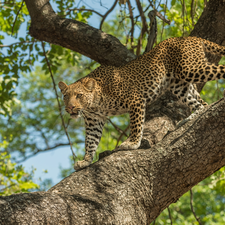 trees, standing, Leopards