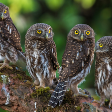 trees, Lod on the beach, Owls, Little Owl, four