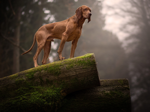 Logs, forest, Hungarian Shorthaired Pointer, trees, dog