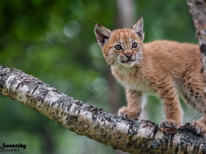 trees, young, Lynx