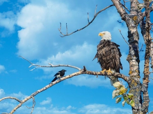 American Bald Eagle, trees, Sky, magpie