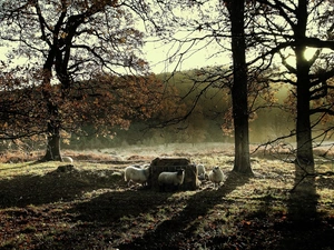 Meadow, viewes, Sheep, trees