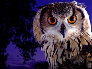owl, trees, Night, eagle-owl