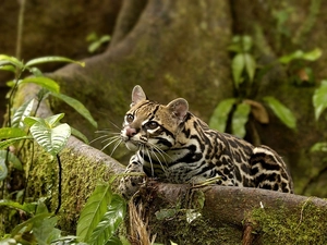 ocelot, Moss, Plants, trees