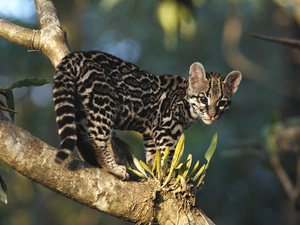 trees, young, ocelot