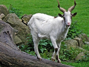 old, goat, Stones, trees