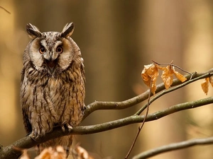 owl, forest, autumn, trees