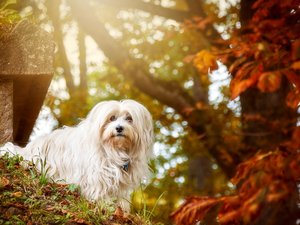 viewes, Maltese, Park, trees, dog, Leaf, autumn